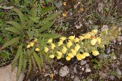Pedicularis bicornuta